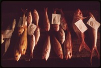 Fish auction is a daily event. Original public domain image from Flickr