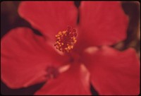 Hibiscus flower. Original public domain image from Flickr