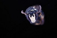 Hylaeus leptocephalus, face. Original public domain image from Flickr