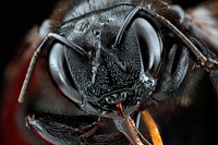 Carpenter bee, Xylocopa sonorina. Original public domain image from Flickr