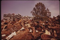 Tree Grows In Philadelphia Junkyard, August 1973. Photographer: Swanson, Dick. Original public domain image from Flickr