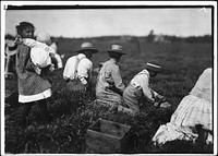 Arthur Fernande, said 8 years old, picking cranberries by hand, and brother Charlie said he was 9 picking with a scoop. Said they work from 9 till 5. Wareham, Mass, September 1911. Photographer: Hine, Lewis. Original public domain image from Flickr