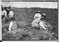 Arthur Fernande, said 8 years old, picking cranberries by hand, and brother Charlie said he was 9 picking with a scoop. Said they work from 9 till 5. Wareham, Mass, September 1911. Photographer: Hine, Lewis. Original public domain image from Flickr