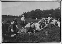 Susie Fava, picks 8 pails a day. Said 8 years old. Gets 8 cents a pail, September 1911. Photographer: Hine, Lewis. Original public domain image from Flickr