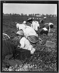 5 year old Rosie Passeralla of Philadelphia. Been picking here two years. Whites Bog. Brown Mills, N.J, September 1910. Photographer: Hine, Lewis. Original public domain image from Flickr