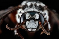 Bee, Mesoplia azurea, face shot. Original public domain image from Flickr