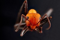 Red ant, macro face shot.