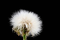 Common sow-thistle, Sonchus species.