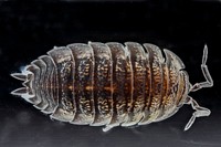 Woodlouse, Trachelipus rathkii.