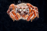 Jumping Spider 1, M, face