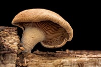 Growing mushroom, macro photography.