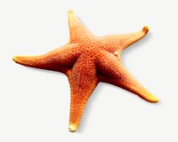 Starfish, animal collage element psd