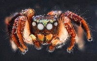 Cuvette spider, face, fluorescent scales.