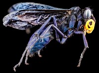 Orange-horned Tarantula Hawk, Pepsis ruficornis.