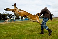 U.S. Navy Master-at-Arms Seaman Apprentice Randy Tallman, assigned to Commander, Navy Region Southwest, participates in a controlled aggression exercise with a military working dog at Naval Air Station North Island, Calif., Jan 10, 2013.