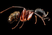 Carpenter ant, Camponotus chromaiodes.