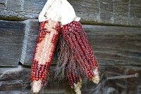 Bloody Butcher Corn.