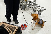 CBP Agricultural Canine