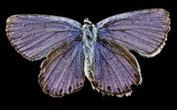 Karner blue butterfly, endangered insect.