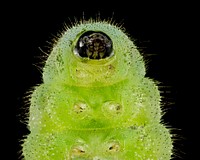 Caterpillar of Endangered Karner Blue butterfly, U, face close-up. Lycaeides melissa samuelis. Original public domain image from Flickr