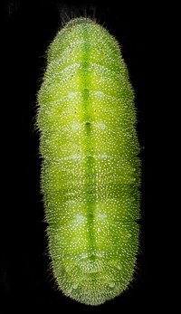 Karner blue butterfly caterpillar. 