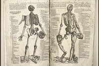 Figvra hvic chartae impressa cviqve alia variis Image of two facing pages, showing the fourth and fifth "figure of the muscles". The left hand page presents the frontal view and the right hand page shows the back view of the human skeleton, with a few muscles attached, plus the anatomy of the head and brain. The bones and muscles on both charts are marked with single letters, with legends on each side of the figures providing names and explanations. "Epitome", fol. 7b and 8a. Original public domain image from Flickr