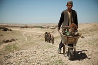 A villager walks with a sick calf near where Afghan National Army special forces soldiers are helping Afghan Local Police members build a checkpoint in Helmand province, Afghanistan, April 3, 2013.