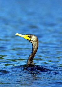 Double-crested cormorant bird.