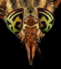 Horse fly, Tabanidae, face.