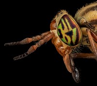 Horse fly, Tabanidae, eye, side view.