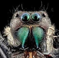 Phidippus clarus spider face. 