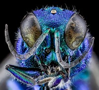 Chrysidid Wasp, U, Face, UT, Utah County
