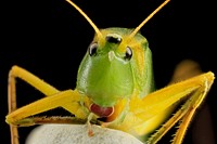 Neoconocephalus retusus, insect face shot.