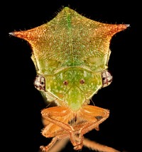 Buffalo Treehopper, face, MD, PG County