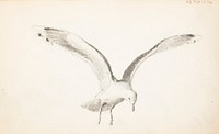 Sketch of a flying gull, 1857 - 1875part of a sketchbook, by Ferdinand von Wright