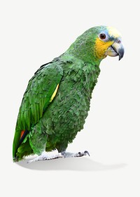 Amazon parrot collage element psd