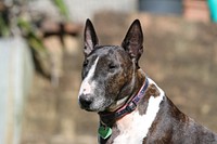 Bull Terrier, pet portrait. View public domain image source here