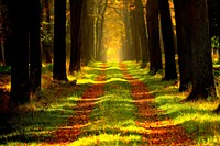 Forest path, daytime. View public domain image source here