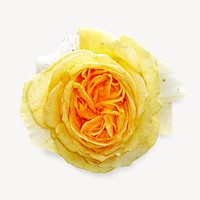 Yellow rose flower isolated design