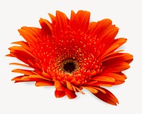 Orange daisy isolated design
