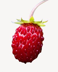 Wild strawberry fruit isolated design