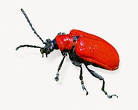 Scarlet lily beetle isolated design