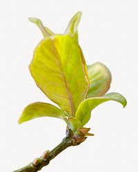 Leaf bud isolated design