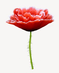 Red poppy flower isolated design