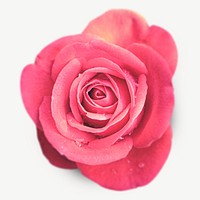 Pink rose collage element psd