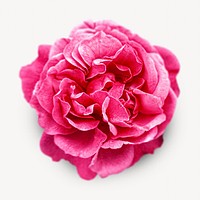 Pink cabbage rose isolated image on white