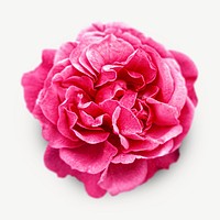 Pink cabbage rose collage element psd