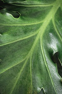 Monstera leaf closeup green background