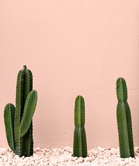 Cactus on pastel pink background