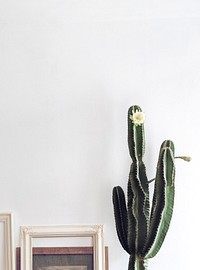 Cereus cactus on gray background